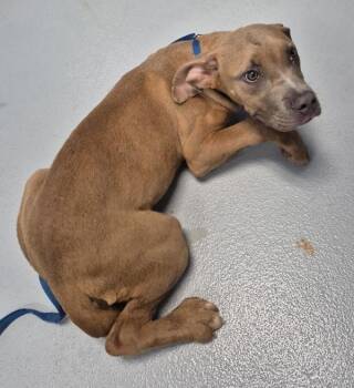 Pen 158 Shaggy -  Pit Bull Terrier Dog for Adoption in Lawrenceville, Georgia - Pen 158 Shaggy | PetCurious