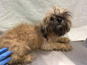 JESS -  Terrier Dog for Adoption in Ontario, California - JESS | PetCurious