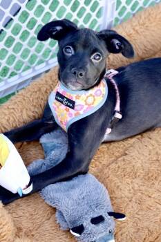 Labrador Retriever Dogs Available for Adoption - Precious | PetCurious