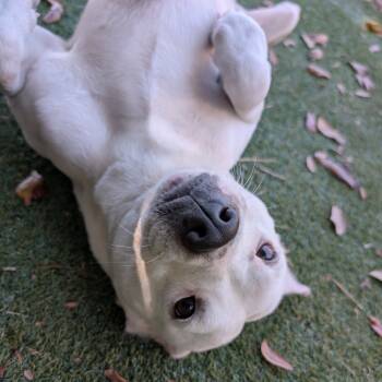 Rescue Terrier and Chihuahua Dogs for Adoption in Lakeland, Florida - Gelato | PetCurious