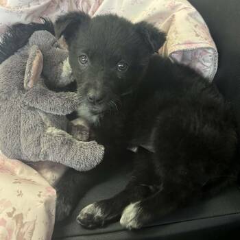 Australian Cattle Dog Blue Heeler and Goldendoodle Dogs Available for Adoption - Betty | PetCurious