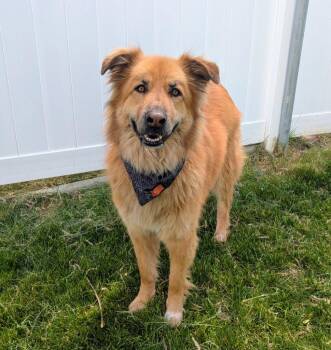 Golden Retriever Dogs Available for Adoption in Logan, Utah - Major | PetCurious