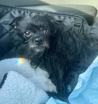 Rescue Terrier Dogs for Adoption in Hillsborough, North Carolina - Toto | PetCurious