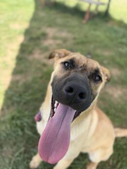 German Shepherd Dog Dogs Available for Adoption in Lebanon, Tennessee - Kingston | PetCurious