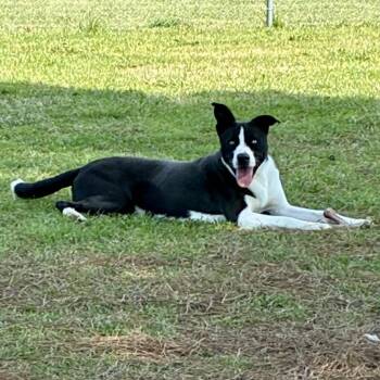 Mixed Breed Dogs Available for Adoption in Myrtle Beach, South Carolina - Bingo | PetCurious