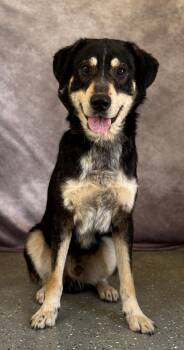 German Shepherd Dog Dogs Available for Adoption in Warren, Michigan - Sammy | PetCurious