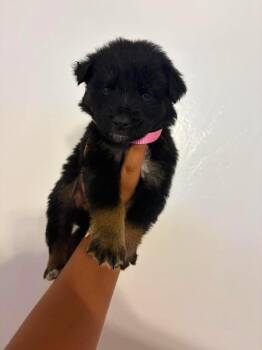 Cocoa -  German Shepherd Dog Dog for Adoption in Lodi, California - Cocoa | PetCurious