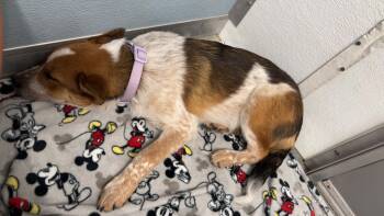 Bingo -  Australian Cattle Dog Blue Heeler and Border Collie Dog for Adoption in Seward, Nebraska - Bingo | PetCurious