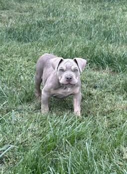 Bill -  American Bully Dog for Adoption in Lincoln, California - Bill | PetCurious