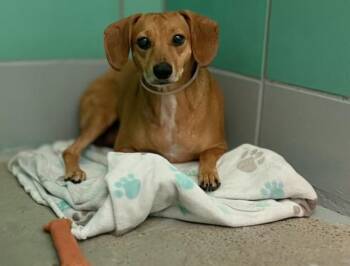 TIERNITA -  Chihuahua and Mixed Breed Dog for Adoption in Houston, Texas - TIERNITA | PetCurious