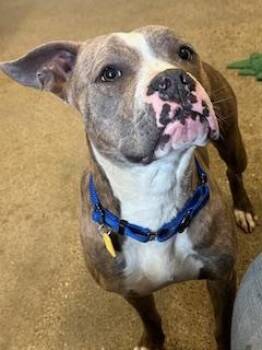 Pit Bull Terrier Dogs Available for Adoption in Cleveland, Ohio - Zoe | PetCurious