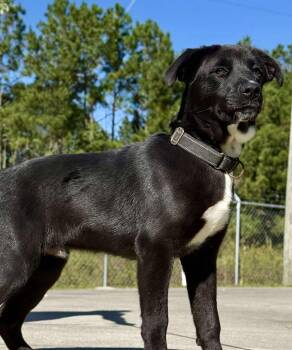 Billy Loaf -  Border Collie and Mixed Breed Dog for Adoption in Kingsland, Georgia - Billy Loaf | PetCurious