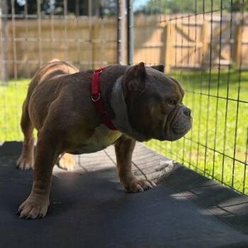 Goody -  Mixed Breed Dog for Adoption in Bangall, New York - Goody | PetCurious