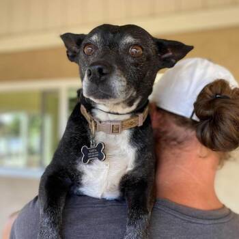 Natasha -  Chihuahua Dog Available for Adoption in Ramona, California - Natasha | PetCurious