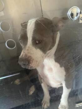 BEAUTY -  Mixed Breed Dog for Adoption in Dallas, Texas - BEAUTY | PetCurious