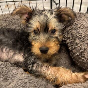 Cornwall -  Mixed Breed Dog for Adoption in Wheeling, Illinois - Cornwall | PetCurious