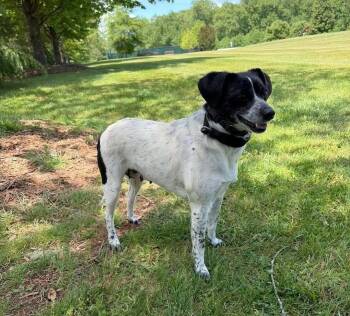 Beagle and Mixed Breed Dogs Available for Adoption in Troutman, North Carolina - BOOTSY | PetCurious