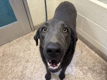 LOU -  Weimaraner and Mixed Breed Dog for Adoption in Colorado Springs, Colorado - LOU | PetCurious