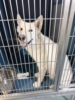 Mondelez -  Mixed Breed Dog for Adoption in New York, New York - Mondelez | PetCurious