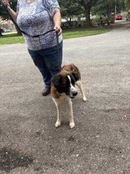 Dixie (rn) -  Shepherd Dog for Adoption in Mobile, Alabama - Dixie (rn) | PetCurious