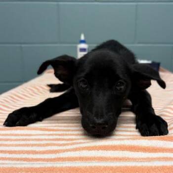 Stella -  Cattle Dog and Mixed Breed Dog for Adoption in Kansas City, Missouri - Stella | PetCurious