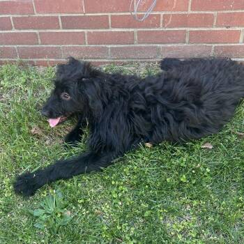 Poodle and Mixed Breed Dogs Available for Adoption in Greensboro, North Carolina - Grasshopper | PetCurious