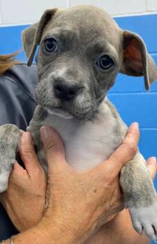 Sloth Bear -  Pit Bull Terrier and American Staffordshire Terrier Dog for Adoption in Carmel Hamlet, New York - Sloth Bear | PetCurious