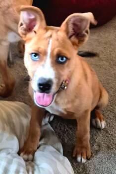 Husky Dogs Available for Adoption in New London, Wisconsin - Belle | PetCurious