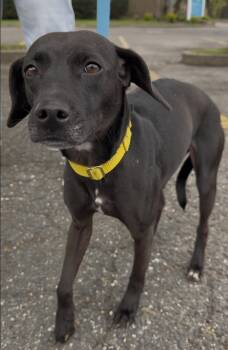 Terrier Dogs Available for Adoption in Wantagh, New York - Sweety | PetCurious