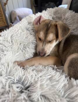 Nicole -  Shepherd and Hound Dog for Adoption in Bothell, Washington - Nicole | PetCurious