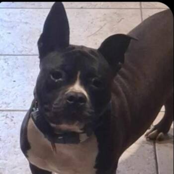 ICELYN -  Boston Terrier and American Staffordshire Terrier Dog for Adoption - ICELYN | PetCurious