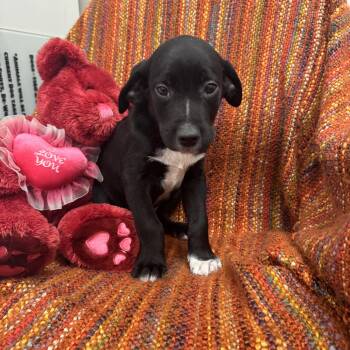 Labrador Retriever Dogs Available for Adoption - Beau | PetCurious