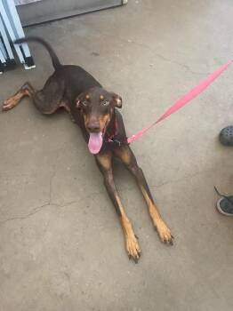 CHARLOTTE -  Mixed Breed Dog for Adoption in Dallas, Texas - CHARLOTTE | PetCurious