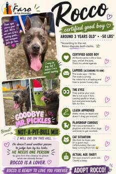 Rocco -  American Staffordshire Terrier and Chihuahua Dog for Adoption in Punta Santiago, Humacao - Rocco | PetCurious