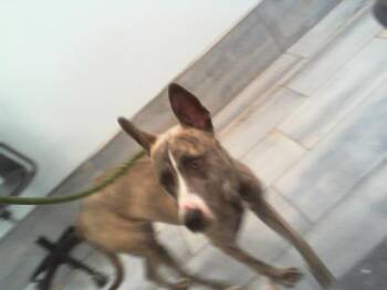 Mixed Breed Dogs Available for Adoption in Charlotte, North Carolina - A1262307 | PetCurious