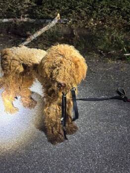 CHEWIE -  Poodle Dog for Adoption - CHEWIE | PetCurious