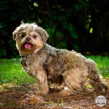 Anderson -  Shih Tzu Dog for Adoption in Fort Montgomery, New York - Anderson | PetCurious