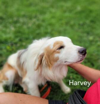 Harvey -  Australian Shepherd Dog for Adoption in Milford, Ohio - Harvey | PetCurious