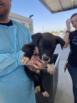 Shepherd Dogs Available for Adoption in Thousand Oaks, California - Gil - LONGTIME RESIDENT | PetCurious