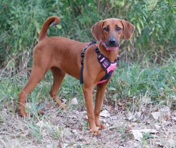 Rose -  Redbone Coonhound Dog for Adoption in Savage, Minnesota - Rose | PetCurious