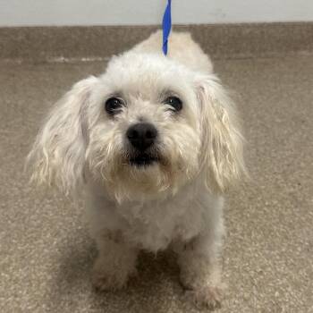 Gertrude -  Maltese and Poodle Dog for Adoption in League City, Texas - Gertrude | PetCurious