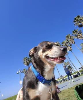 Rescue Chihuahua Dogs for Adoption in Los Angeles, California - Chulo | PetCurious