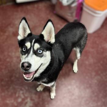 Aurelia -  Husky Dog for Adoption in Fargo, North Dakota - Aurelia | PetCurious