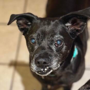 Rescue Black Labrador Retriever and Mixed Breed Dogs for Adoption in Savannah, Georgia - Bitsy | PetCurious