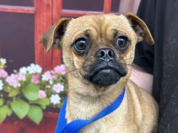 Pug and Mixed Breed Dogs Available for Adoption in San Bernardino, California - MONKEY | PetCurious