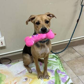 Heather (mcas) -  Mixed Breed Dog for Adoption in Troutdale, Oregon - Heather (mcas) | PetCurious