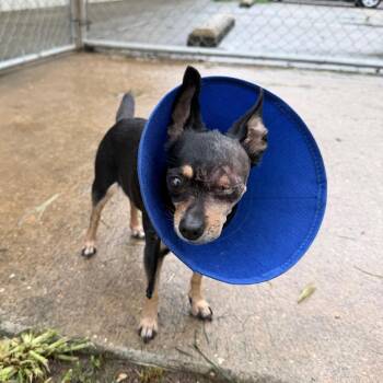 Solitaire -  Chihuahua Dog for Adoption in Carencro, Louisiana - Solitaire | PetCurious