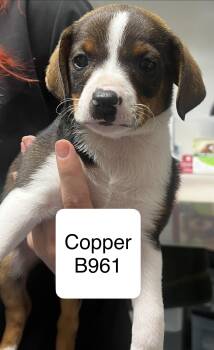Shih Tzu and Terrier Dogs Available for Adoption in Morganton, North Carolina - Copper | PetCurious