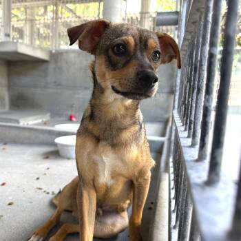 Chihuahua and Terrier Dogs Available for Adoption - Hongito | PetCurious