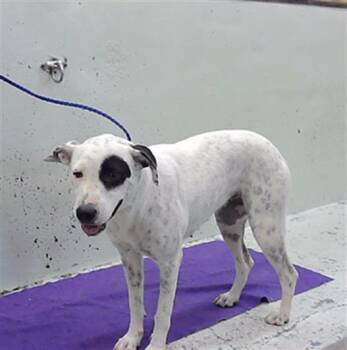 NIEVE -  Black Mouth Cur and Mixed Breed Dog for Adoption in Houston, Texas - NIEVE | PetCurious
